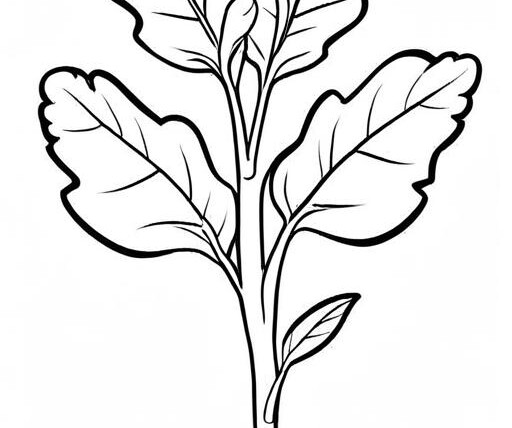 Arugula Coloring Page 1 for Kids