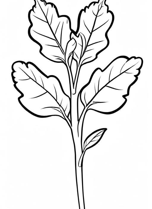 Arugula Coloring Page 1 for Kids