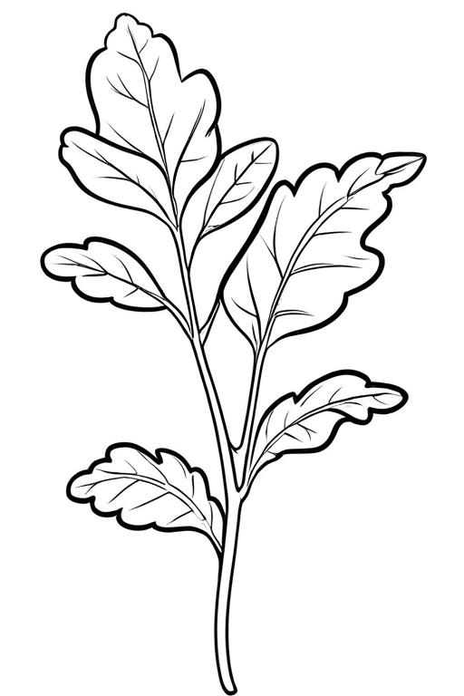 Arugula Coloring Page 20 for Kids