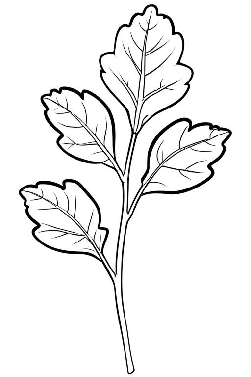 Arugula Coloring Page 28 for Kids