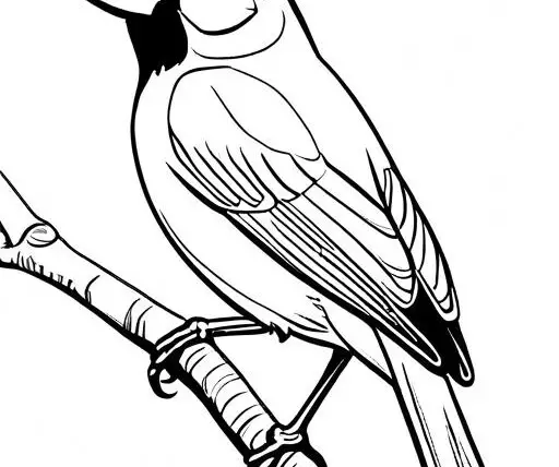 Cardinal Coloring Page 1 for Kids