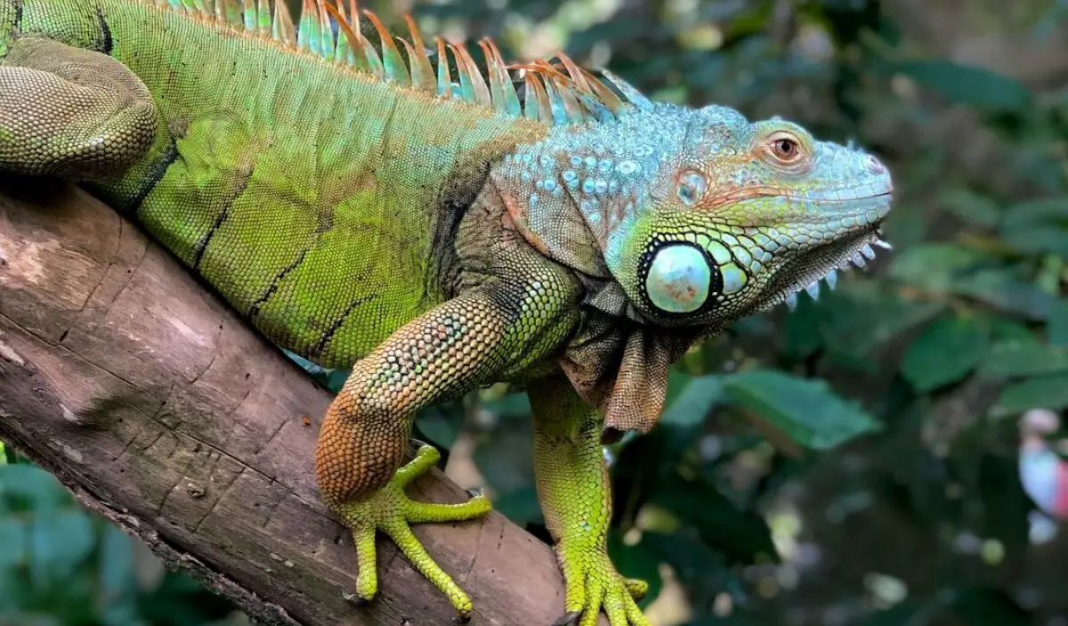 Iguana