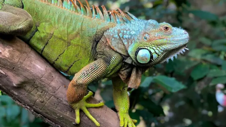 Iguana