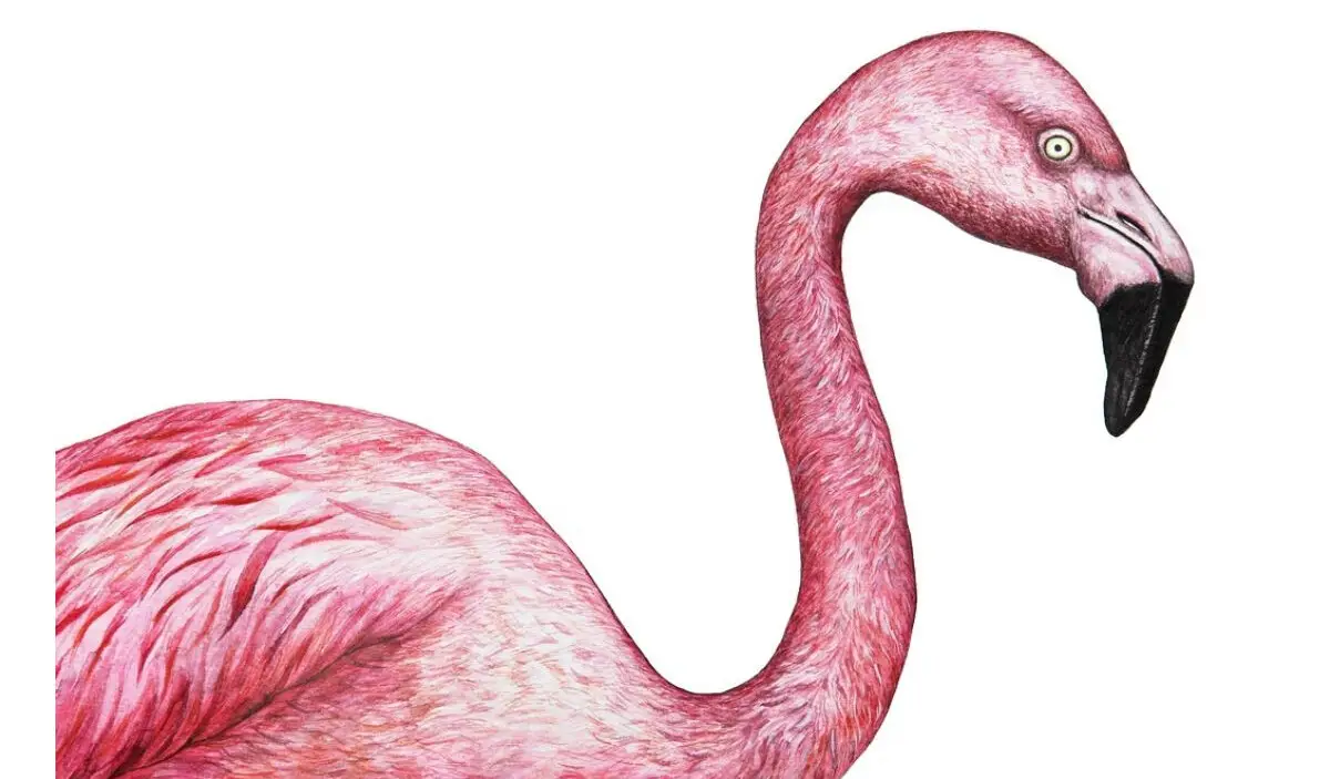 Flamingo Coloring Pages