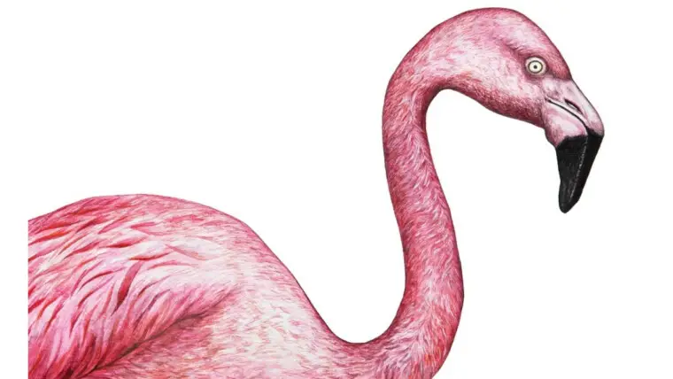 Flamingo Coloring Pages