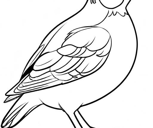 Quail Coloring Page 1 for Kids