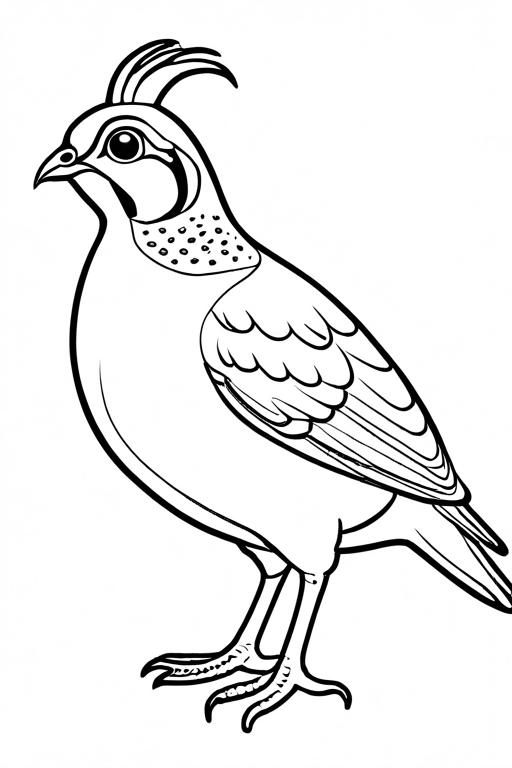 Quail Coloring Page 23 for Kids