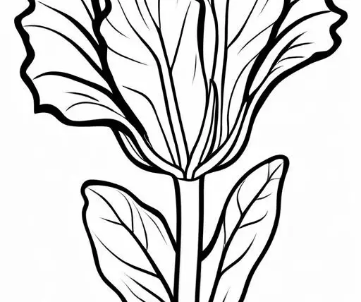 Radicchio Coloring Page 1 for Kids