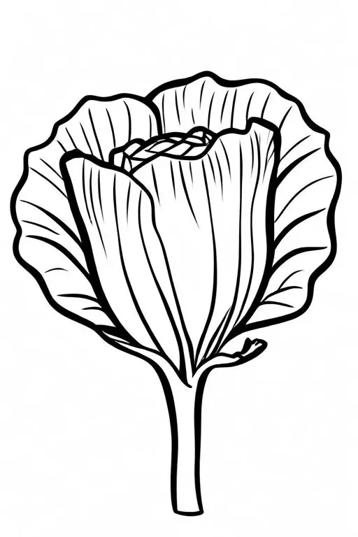 Radicchio Coloring Page 17 for Kids