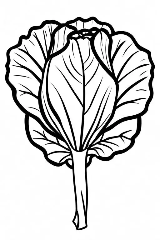 Radicchio Coloring Page 7 for Kids