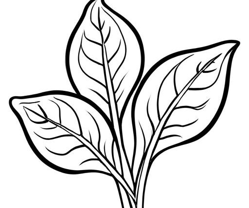 Spinach Coloring Page 1 for Kids