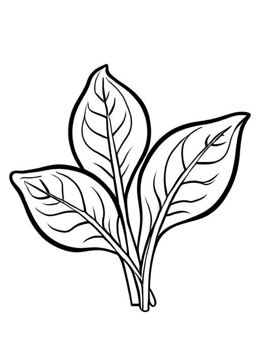 Spinach Coloring Page 1 for Kids